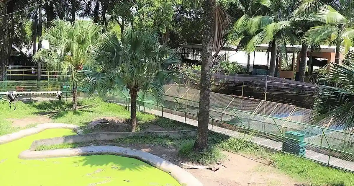 crocodile pen in crocodile park in davao