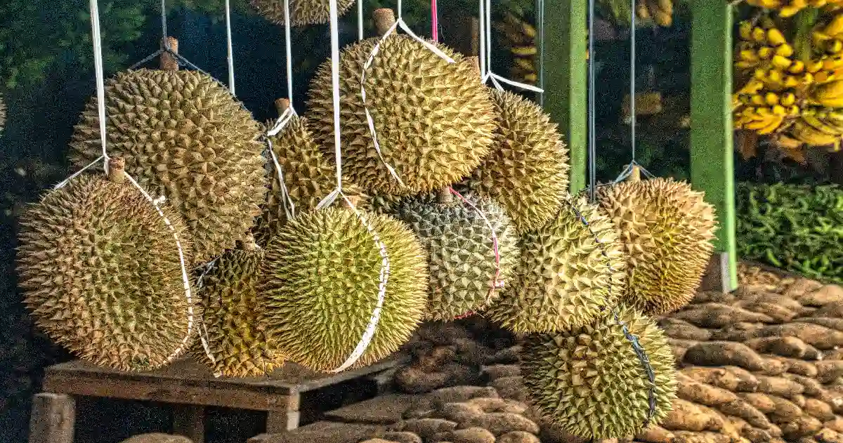Hanging Durian fruits from Davao City